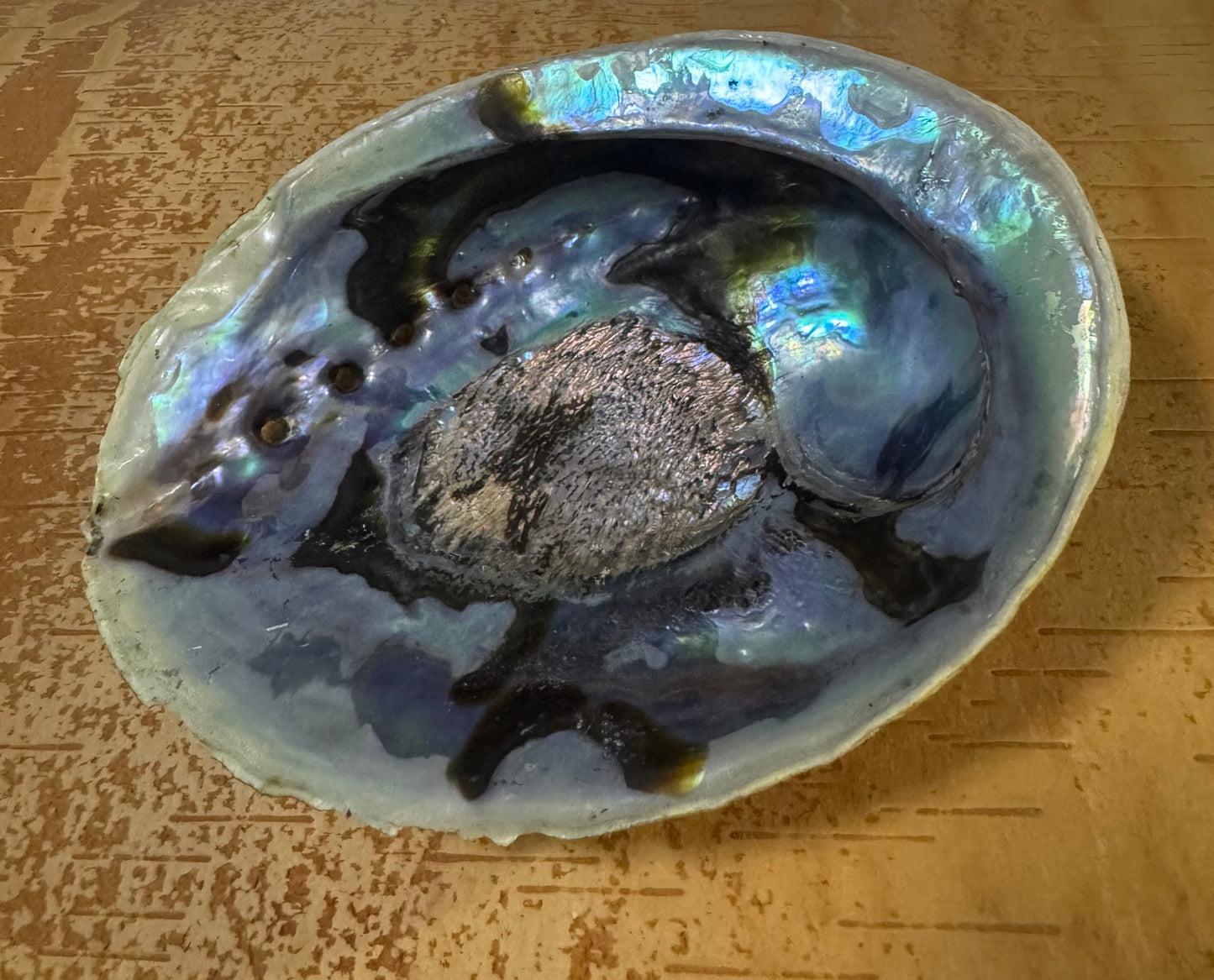 Abalone Shell 5-6”